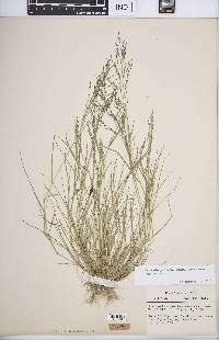 Eragrostis pectinacea var. pectinacea image