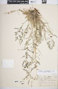 Eragrostis pectinacea var. miserrima image