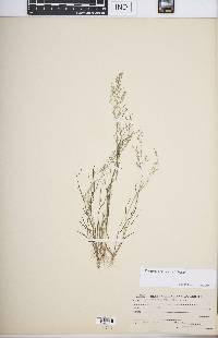 Eragrostis pilosa image