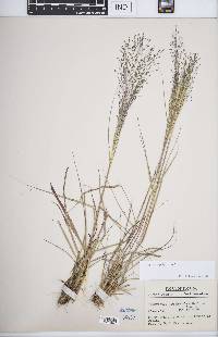 Eragrostis polytricha image