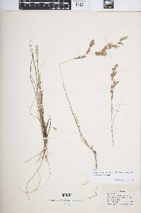 Eragrostis secundiflora subsp. oxylepis image