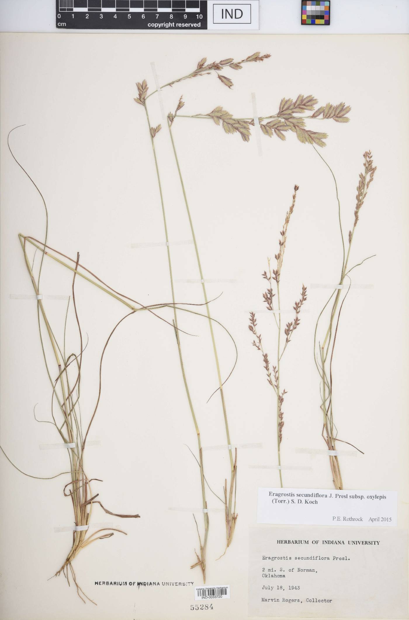 Eragrostis secundiflora image