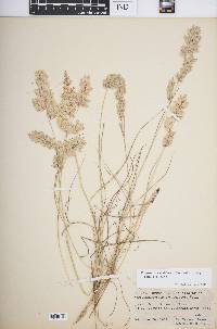 Eragrostis secundiflora image