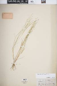 Eragrostis tef image