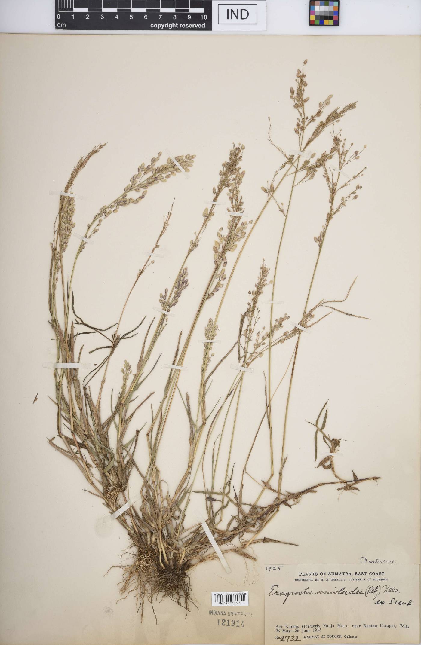 Eragrostis unioloides image