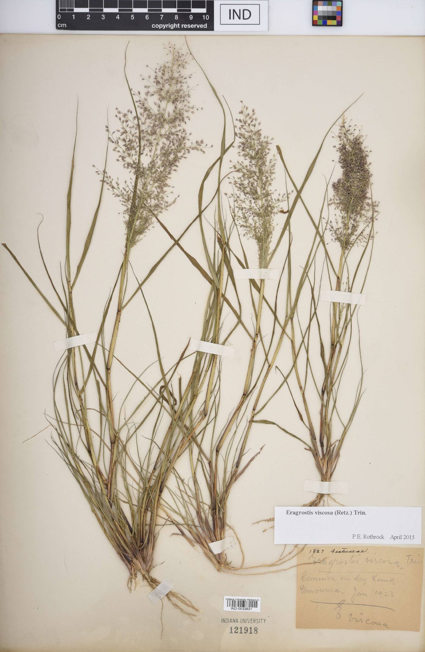 Eragrostis viscosa image