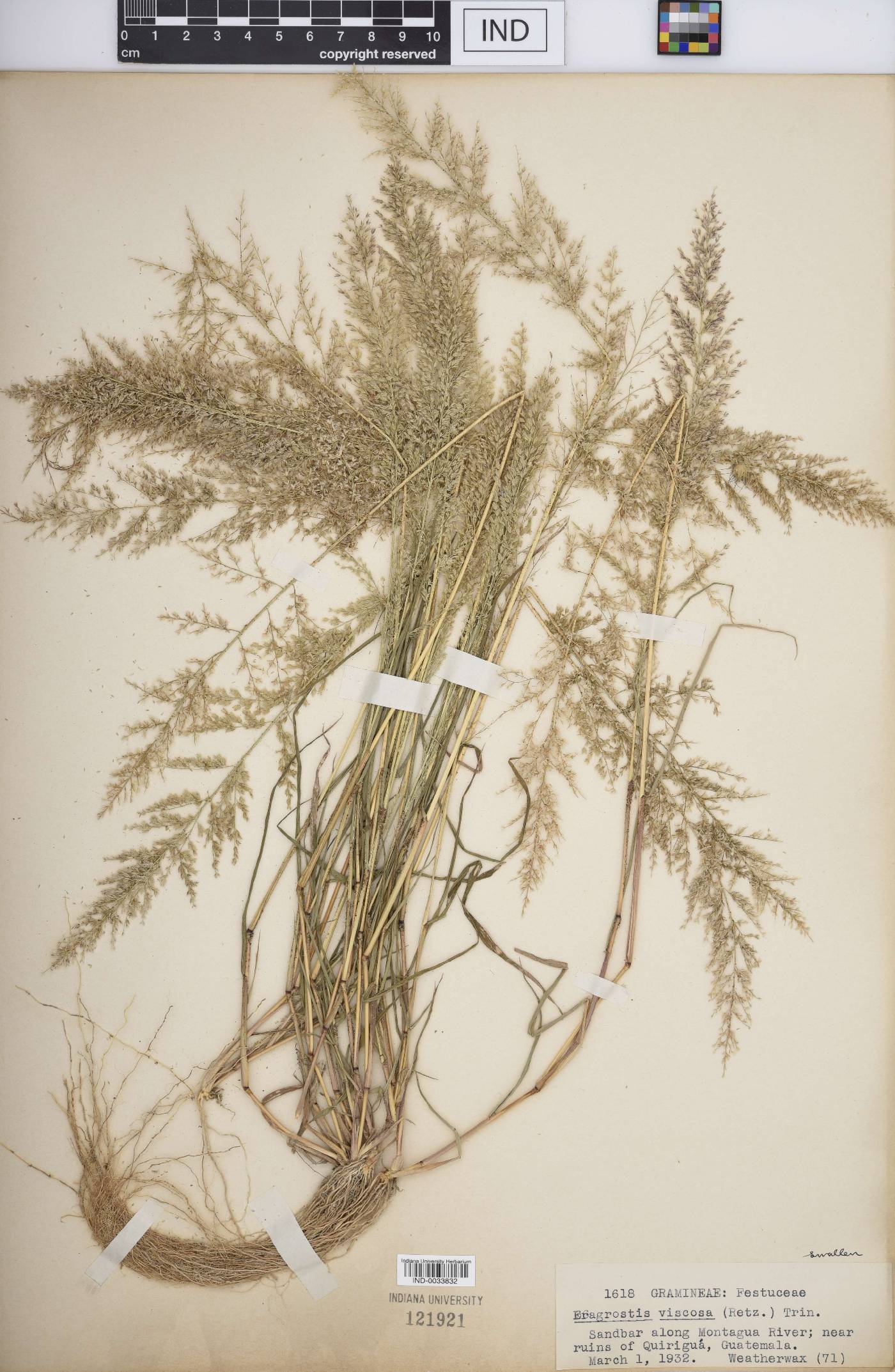 Eragrostis viscosa image