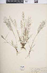 Eragrostis viscosa image