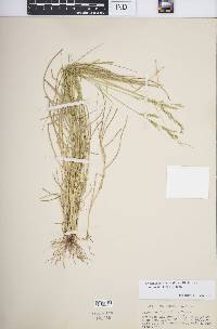 Eriochloa michauxii image