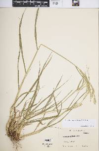 Eriochloa procera image