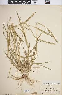 Eriochloa punctata image