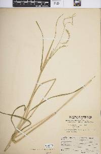 Eriochloa punctata image