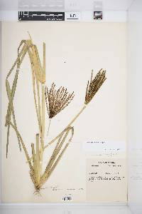 Eustachys glauca image