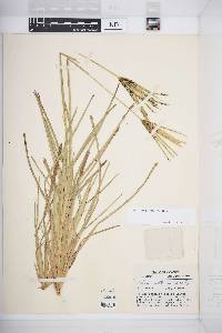 Eustachys petraea image