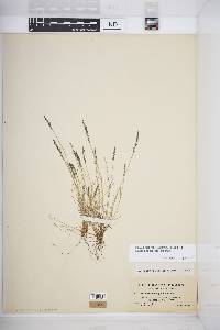 Festuca brachyphylla subsp. brachyphylla image