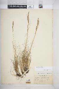 Festuca filiformis image