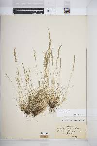 Festuca filiformis image