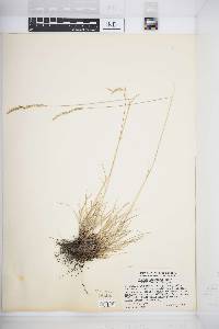 Festuca idahoensis image