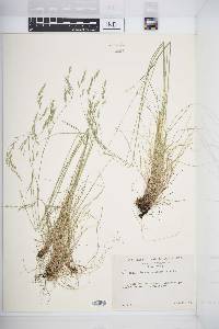 Festuca occidentalis image