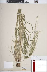 Festuca paradoxa image