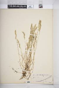 Festuca rubra image