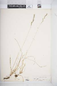 Festuca rubra image