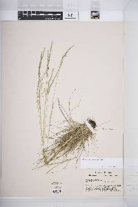 Festuca saximontana image