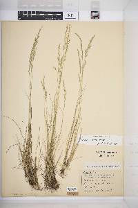 Festuca saximontana image