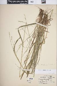 Festuca subverticillata image