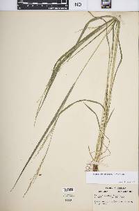 Festuca subverticillata image