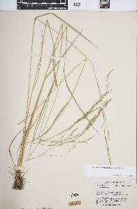 Festuca subverticillata image