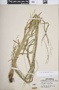 Festuca subverticillata image