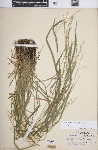 Festuca subverticillata image