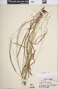 Festuca subverticillata image