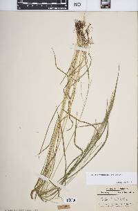 Festuca subverticillata image