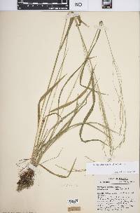 Festuca subverticillata image