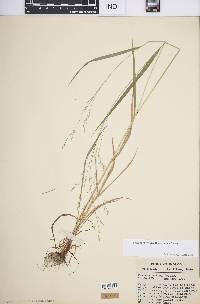 Festuca subverticillata image