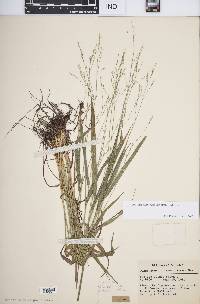 Festuca subverticillata image