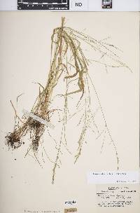 Festuca subverticillata image