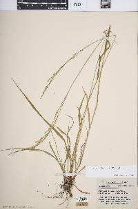 Festuca subverticillata image