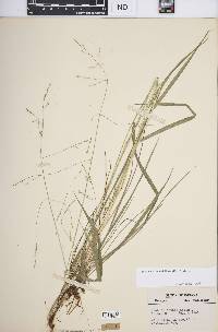 Festuca subverticillata image