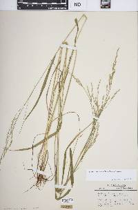 Festuca subverticillata image