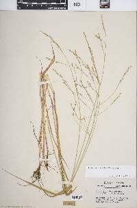 Festuca subverticillata image