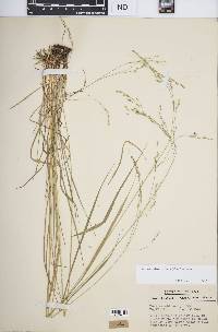 Festuca subverticillata image