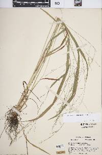 Festuca subverticillata image