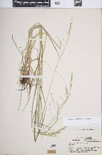 Festuca subverticillata image