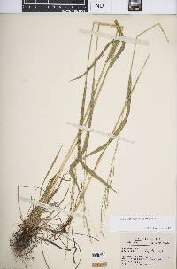 Festuca subverticillata image