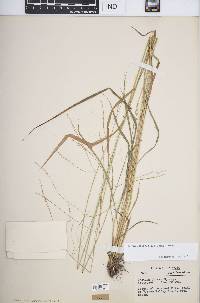 Festuca subverticillata image