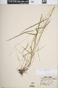 Festuca subverticillata image