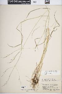 Festuca subverticillata image